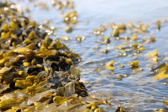 Algas marinhas