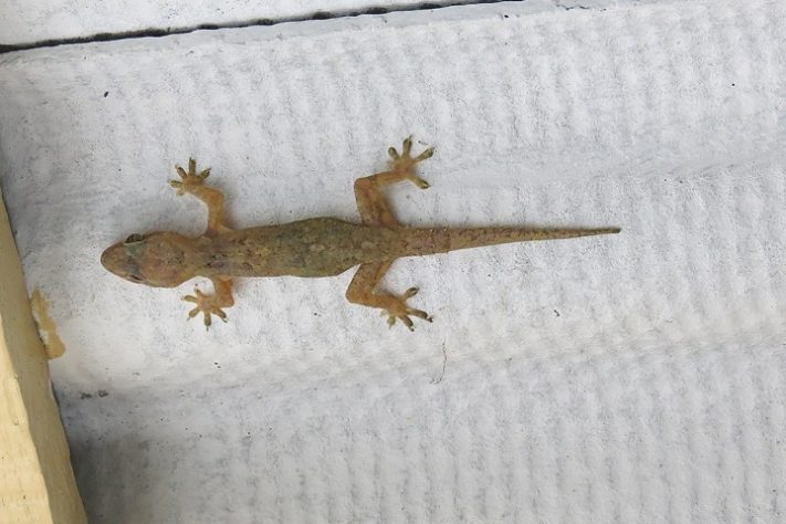 Lagartixa