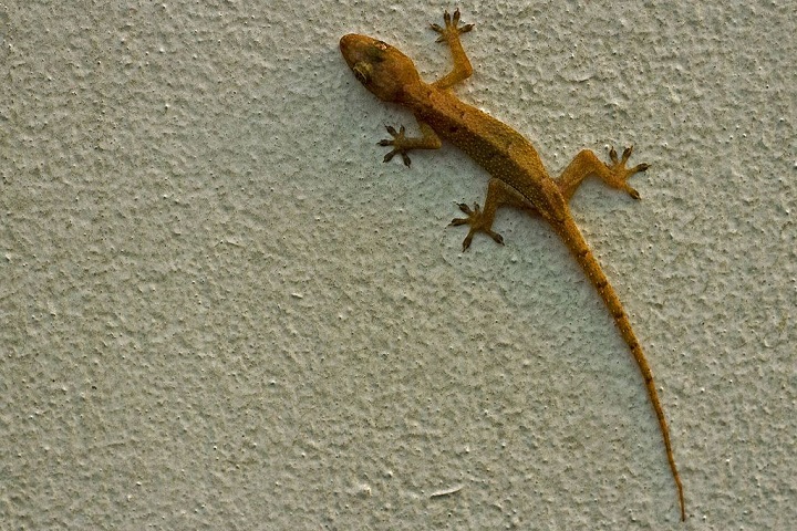 No entanto, como qualquer animal, elas podem carregar microrganismos em sua pele ou fezes. Algumas espécies têm Salmonella, uma bactéria que pode causar infecções intestinais em humanos se houver contato com suas fezes, por exemplo.