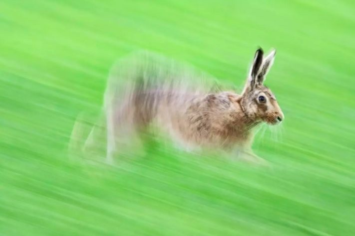 Lebre em movimento - Prêmio Britânico de Fotografia da Vida Selvagem