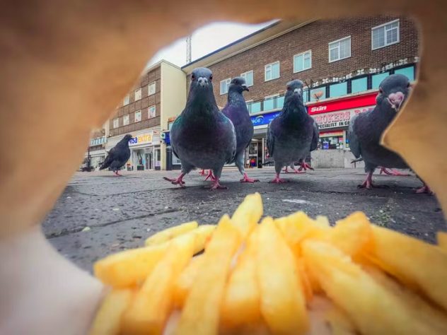 Limpadores de Rua - Prêmio Britânico de Fotografia da Vida Selvagem