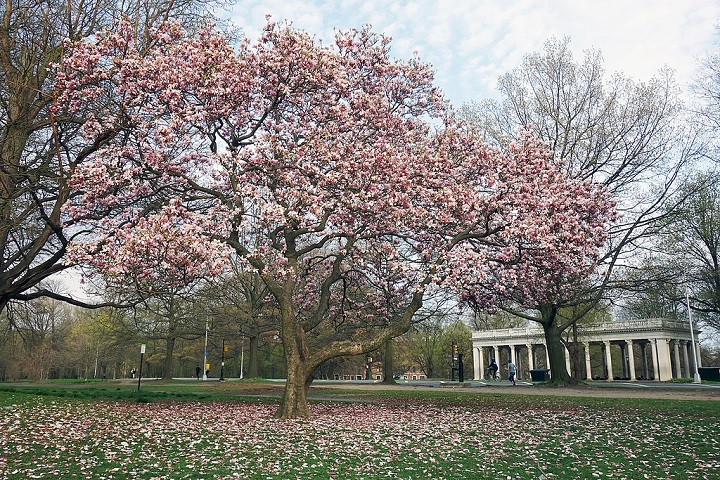 Originária principalmente da Ásia, América do Norte e América Central, essa árvore é conhecida por suas grandes e vistosas flores, que podem ser brancas, rosadas, amarelas ou arroxeadas, além de seu perfume suave e característico.