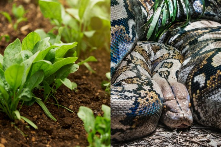 Montagem - Horta/cobra píton