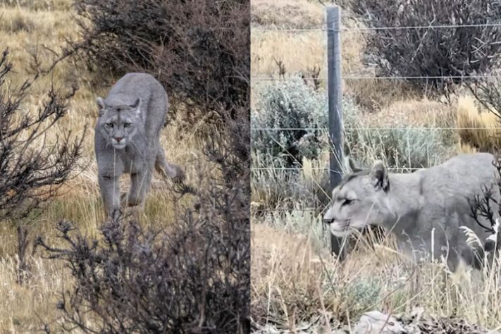 Fotógrafo brasileiro fica frente a frente com puma no Chile