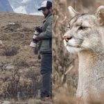Montagem - Fotógrafo brasileiro fica frente a frente com puma no Chile