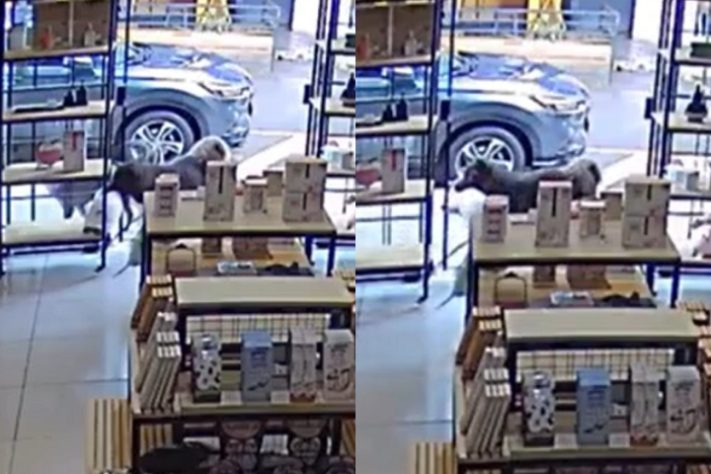 Montagem - Vídeo de cachorro 'ladrão' que roubou pelúcia de loja no Paraná viraliza nas redes