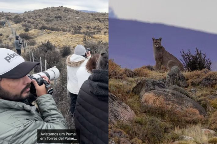 Fotógrafo brasileiro fica frente a frente com puma no Chile