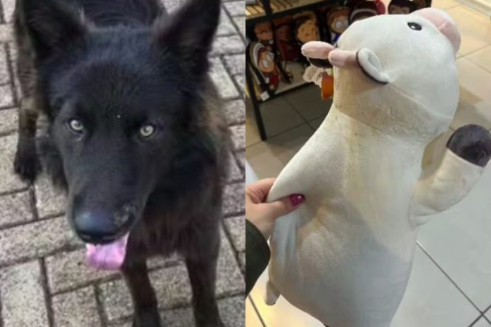 Montagem - Vídeo de cachorro 'ladrão' que roubou pelúcia de loja no Paraná viraliza nas redes