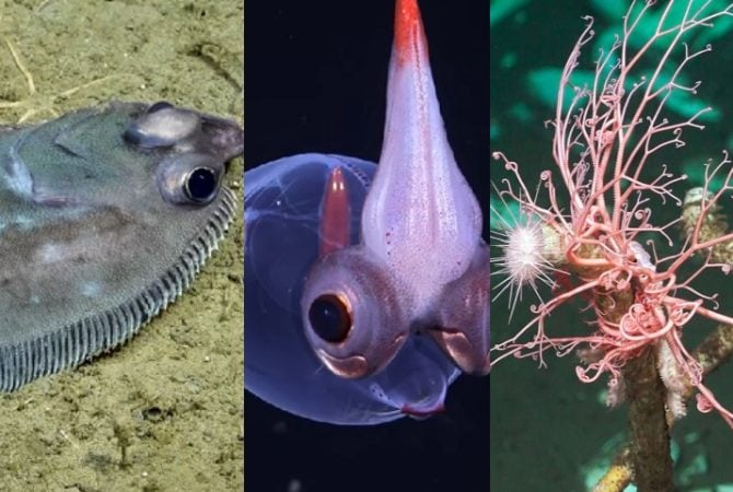 Cientistas descobrem novas espécies em cânions submarinos