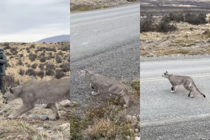 Fotógrafo brasileiro fica frente a frente com puma no Chile
