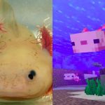 Montagem - Axolote no Minecraft