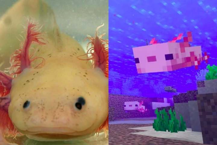 Encarnação de um deus: Animal ‘imortal’ vira febre no México depois de ‘Minecraft’