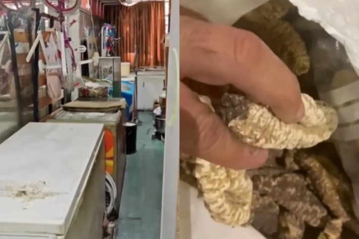 Montagem - Restaurante em Madri é fechado por servir pombos de rua como se fosse carne de pato