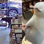 Montagem - Vídeo de cachorro 'ladrão' que roubou pelúcia de loja no Paraná viraliza nas redes
