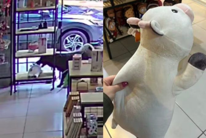 Cachorro ‘furta’ pelúcia de loja e foge, mas devolve produto para a dona