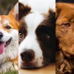 Montagem - Raças de cachorro mais bonitas do mundo, segundo a ciência