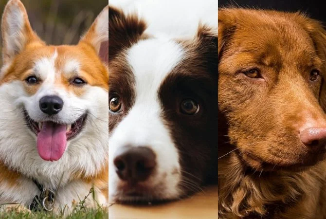 Estudo aponta raça de cachorro mais bela do mundo; concorda?