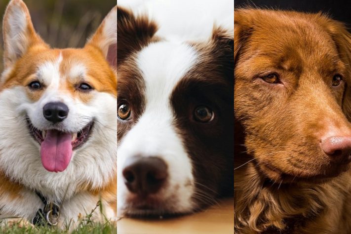 Montagem - Raças de cachorro mais bonitas do mundo, segundo a ciência
