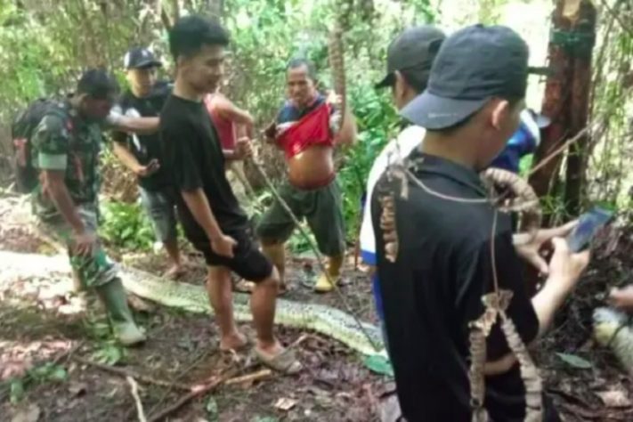 Mulher de 55 anos é engolida por píton na Indonésia