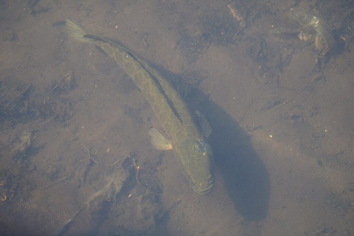 Peixe cabeça-de-cobra-do-norte (Channa argus)