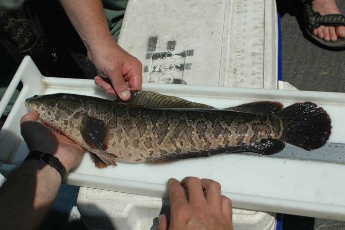 Peixe cabeça-de-cobra-do-norte (Channa argus)