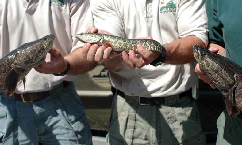 Peixe cabeça-de-cobra-do-norte (Channa argus)