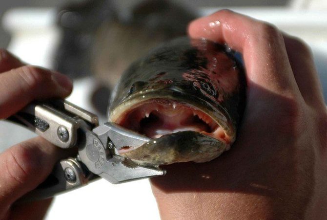 Sobrevive até fora d’água: Autoridades dos EUA pedem para população cortar cabeça de peixe invasor