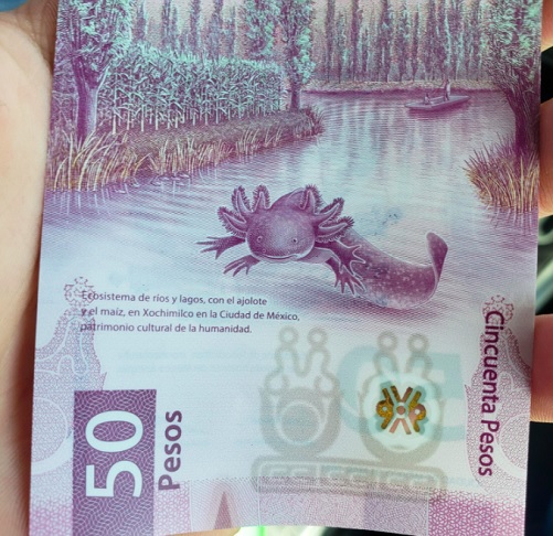 Também em 2021, o animal inusitado foi escolhido para estampar a nota de 50 pesos mexicanos. “Foi quando a ‘axolotomania’ explodiu”, contou Yanet Cruz, diretora do Museu Chinampaxóchitl, que fica na Cidade do México.