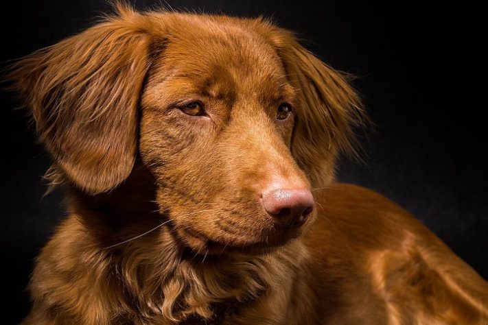 Tolling Retriever