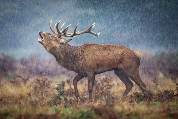 O Veado da Chuva - Prêmio Britânico de Fotografia da Vida Selvagem