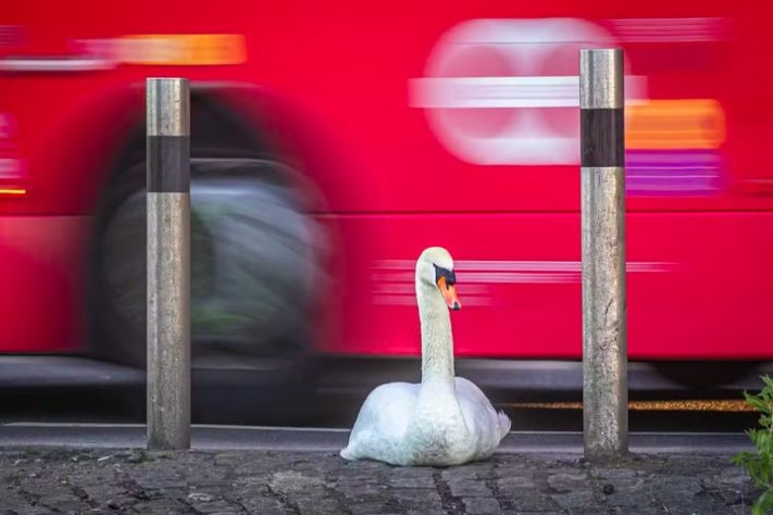 Passe de ônibus - Prêmio Britânico de Fotografia da Vida Selvagem