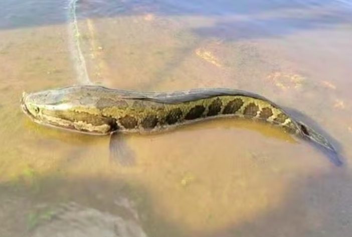 Peixe cabeça-de-cobra-do-norte (Channa argus)