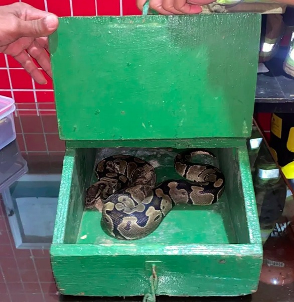 A cobra foi encontrada cinco dias depois de ser carregada para casa por um cachorro.  - Reprodução