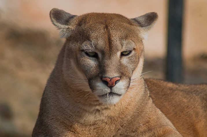 Puma - onça parda