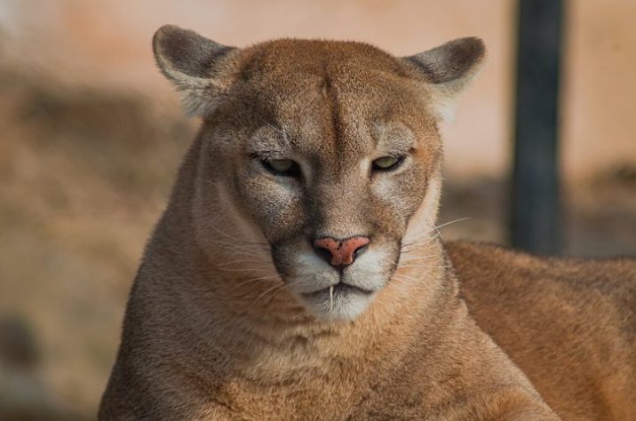 Puma - onça parda