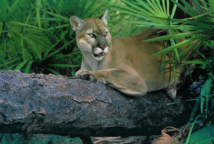 Puma - onça parda