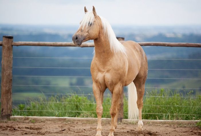 Cavalo Quarto de Milha