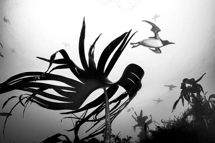 Reino Guillemot - Prêmio Britânico de Fotografia da Vida Selvagem