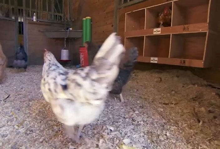 Galinhas - Projeto Rent The Chicken