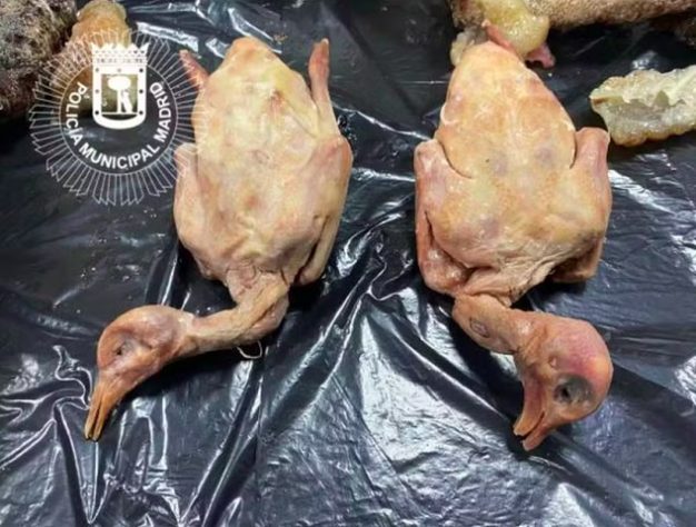 Restaurante em Madri é fechado por servir pombos de rua como se fosse carne de pato