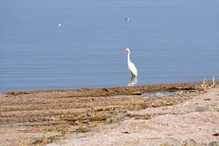Salton Sea - Lago Salton, Califórnia (EUA)