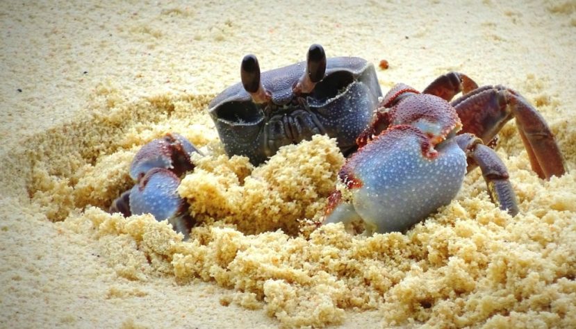 Caranguejos e siris