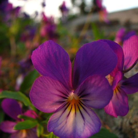 Culinária/gastronomia - flores comestíveis