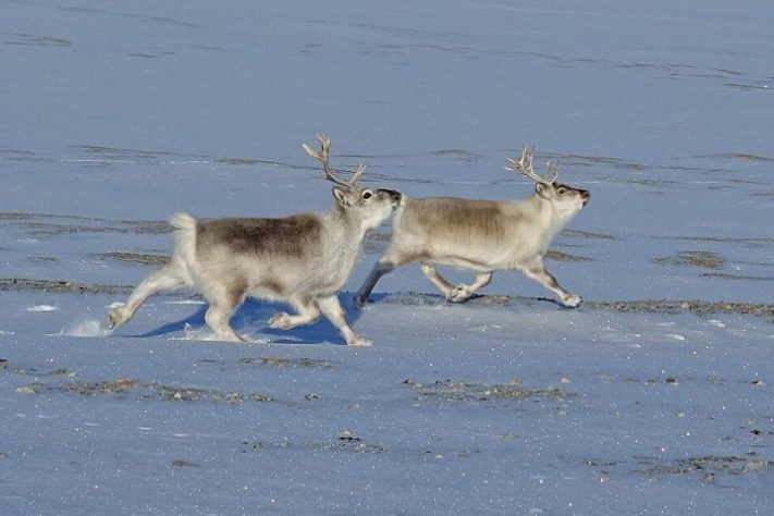 Svalbard - Longyearbyen