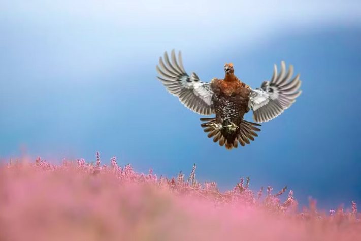 Tetraz-vermelha chegando à terra - Prêmio Britânico de Fotografia da Vida Selvagem