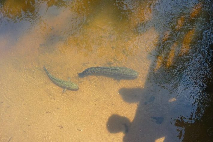 Peixe cabeça-de-cobra-do-norte (Channa argus)