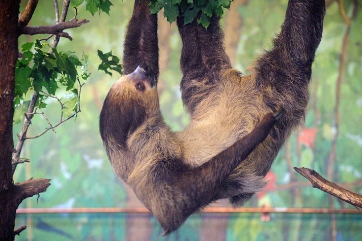 preguiça-de-dois-dedos (Choloepus didactylus)