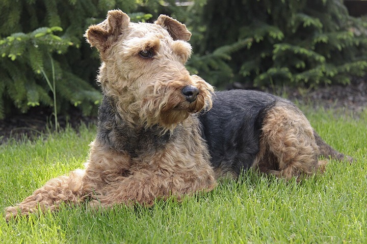 5º) Welsh Terrier: Raça britânica de porte médio, conhecida por sua pelagem densa e dura, geralmente em tons de preto e castanho. É corajoso, brincalhão e muito leal, sendo um ótimo cão de companhia para famílias ativas. -Wikimedia commons/Shleiderbmx