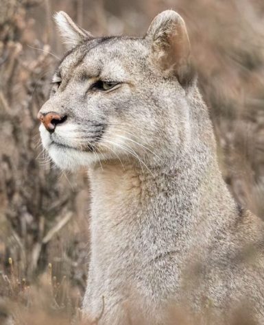 Fotógrafo brasileiro fica frente a frente com puma no Chile