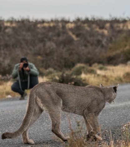 Fotógrafo brasileiro fica frente a frente com puma no Chile